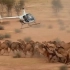 澳洲5天射杀超5000头骆驼，然而这还不是最糟的....【中文字幕】