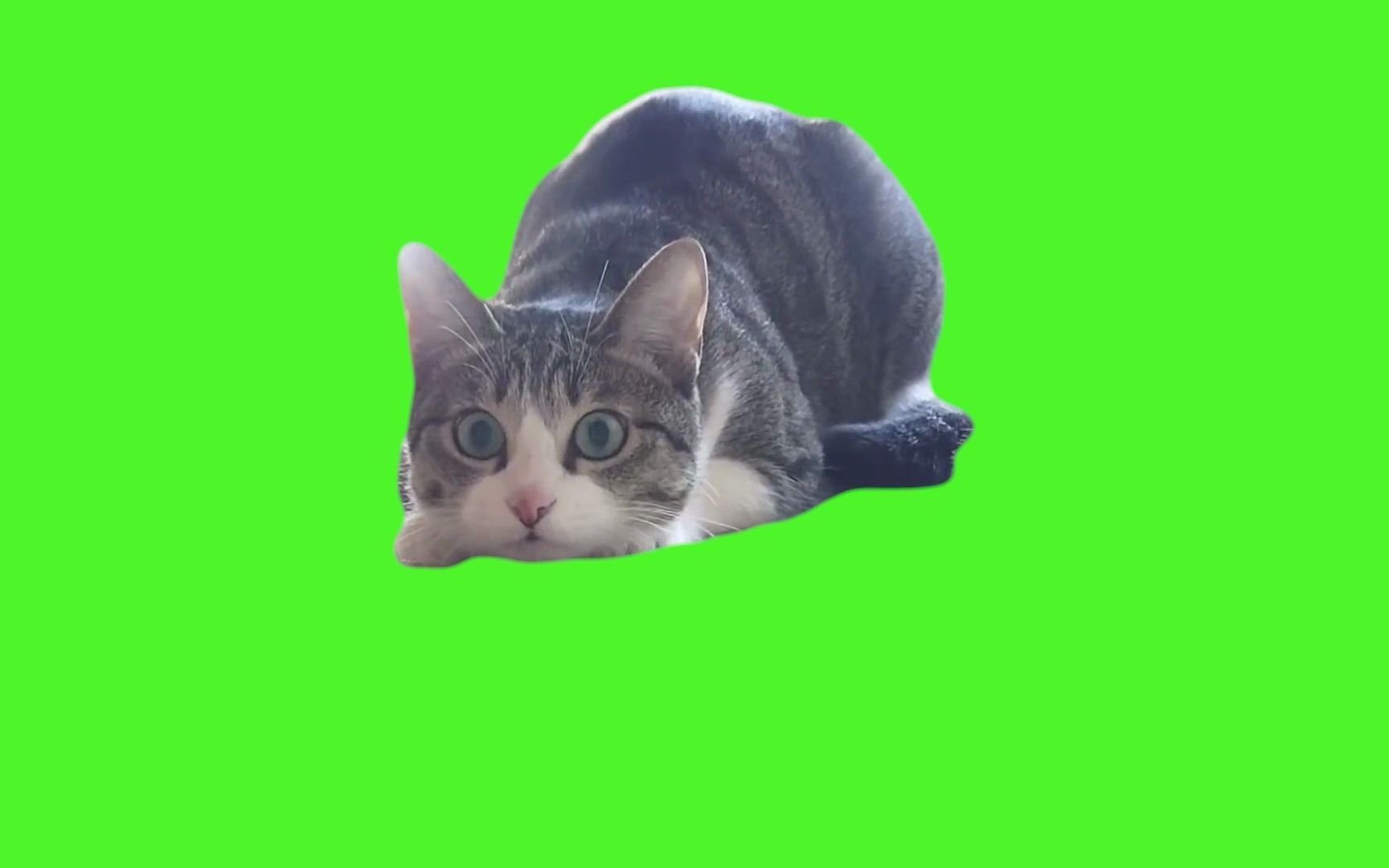 绿幕素材扭屁股的猫咪绿幕素材免费无水印自取1080hd