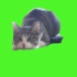 【绿幕素材】扭屁股的猫咪绿幕素材免费无水印自取［1080 HD]