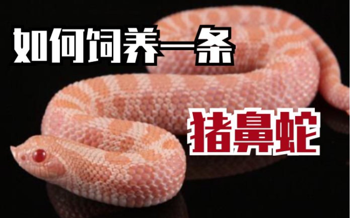 如何饲养一条猪鼻蛇 猪鼻蛇和其他宠物蛇的区别