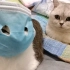 【团子和巧克力的日常】口罩猫：猫猫也要做好防护