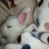 兔兔日常之到家一个月的小兔兔，睡觉ing