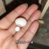 家里鹦鹉下了一个比小拇指还小的蛋，真是第一次见这么小的蛋！