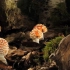 f704 蘑菇生长发芽童话世界森林植物儿童节晚会表演LED视频素材