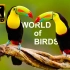 鸟类王国 8K 视频超高清 120 FPS | 8K电视