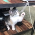 【高清视频素材】一只可爱的小猫