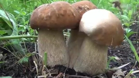 0ad28ae3cf9b79c92cae82899760c50e4ac402e5.jpg@280w_158h_1c_100q.jpg