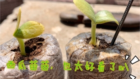 西瓜怎么分辨甜和苦 0ae55a0f34c78a533dcb282b03a441f551416206.jpg@280w_158h_1c_100q.jpg