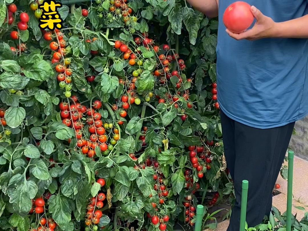 西红柿成熟期为什么裂果你知道吗