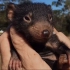 濒临灭绝的澳洲萌物 - 塔斯马尼亚恶魔（袋獾）