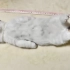 魔鬼！日本一家人竟然把睡着的小猫咪制成了筷子架！