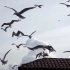空镜头视频素材 飞鸟海鸥飞翔 素材分享