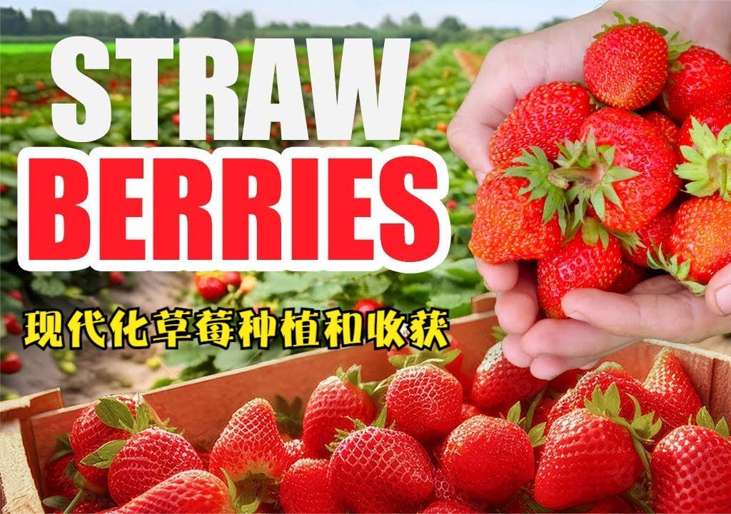 草莓种植与加工，已及在加工厂内需要冷却处理的环节