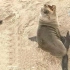 收获满满！连续解救两只小海狮【纳米比亚海洋保护队】