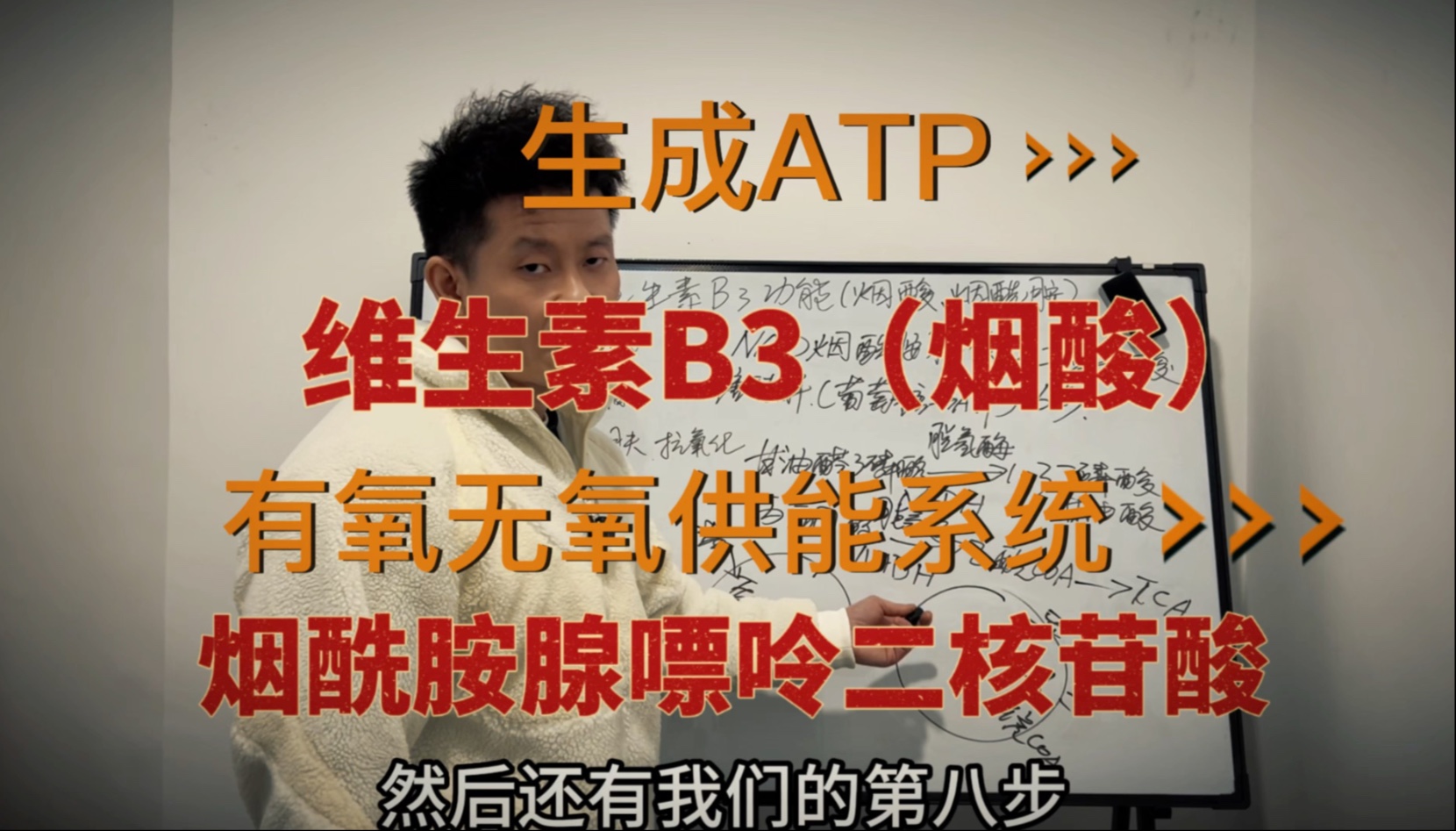 烟酸是B族维生素当中唯二有毒的之一 抑制脂肪分解 直接参与有氧无氧供能系统