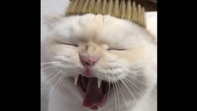 睡觉前手臂麻 0b662d9b0bcdfed8fff8a0828b28b4f8dc11d646.jpg@280w_158h_1c_100q.jpg