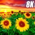 8K视频超高清60 fps美丽的花