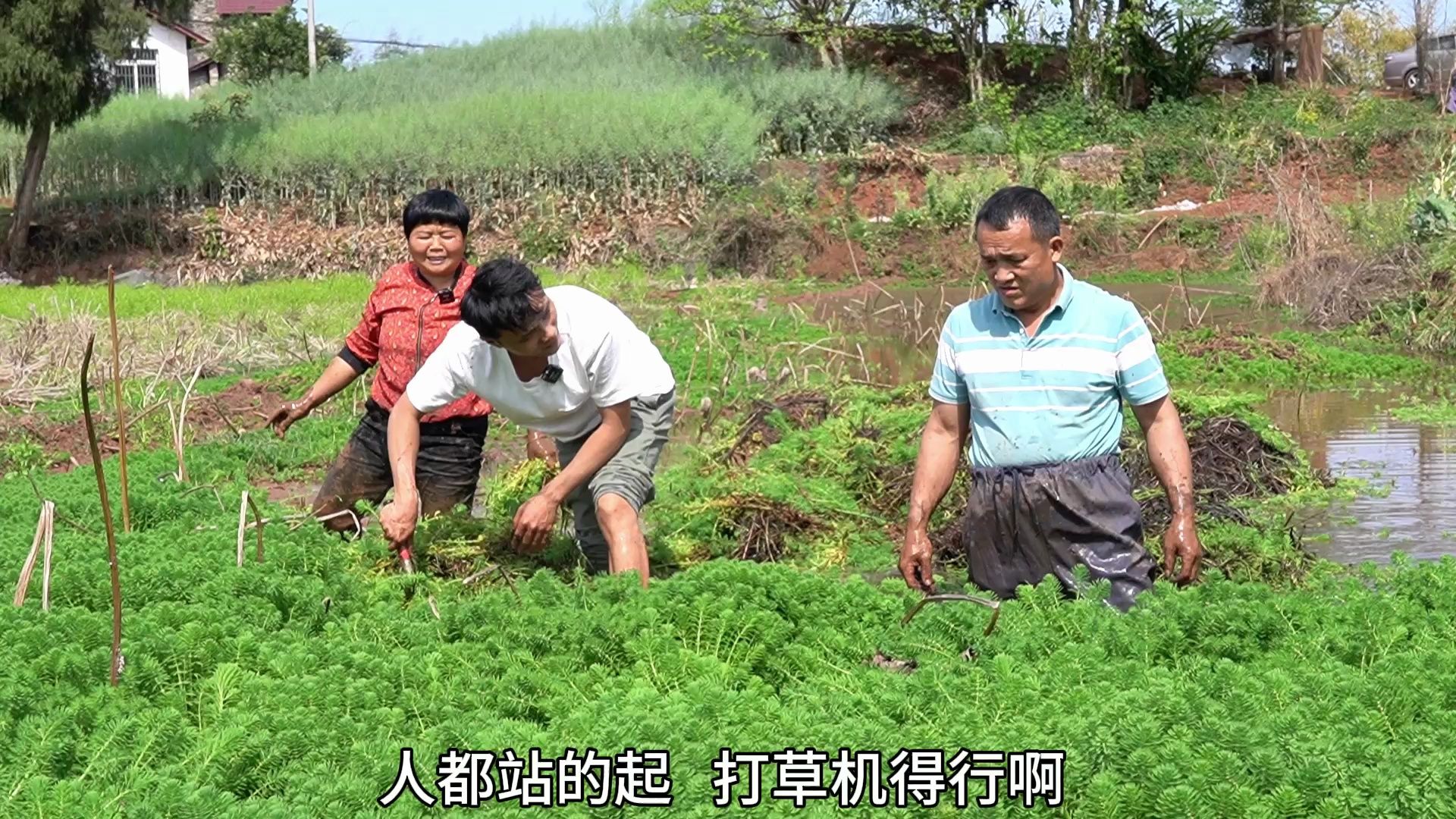 超爸超妈一起去田了除草，没想在田里收获宝贝，乐的超爸开怀大笑