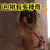 猴面包树有多神奇，一树在手吃喝不愁