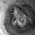 树洞里面的猫头鹰（2），一晚上抓了多少只老鼠！