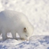 [真4k]雄伟的冬季野生动物—北极狼，狐狸和更多的放松音乐