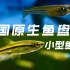 中国原生鱼盘点-小型鱼篇1-桂系青鳉、丽纹细鲫 鱼类饲养新手推荐