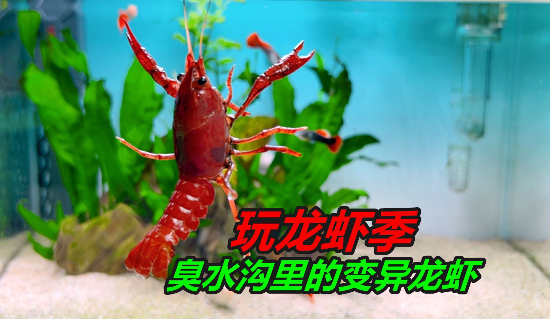 臭水沟里的小龙虾变异了，身体颜色有些古怪，变得红粉相间