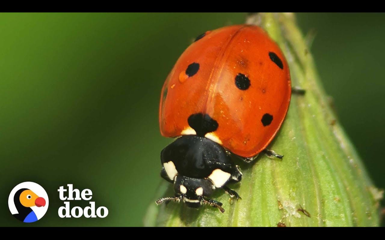 瓢虫惊人的生命周期 The Stunning Life Cycle Of A Ladybug