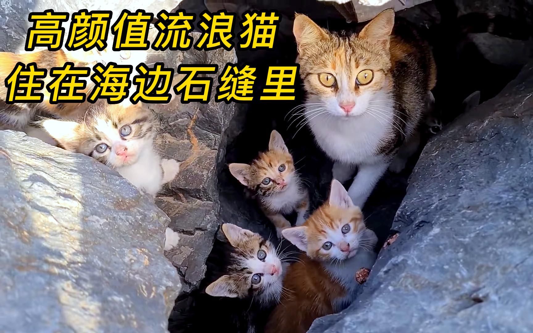 母猫带着小奶猫住在石缝里，长期的流浪生活，让他们害怕人类靠近