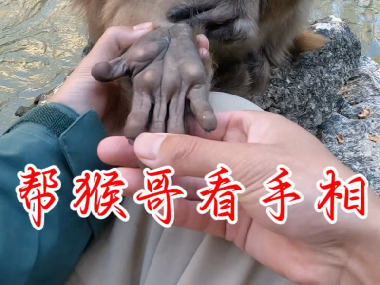 猴哥钓鱼日常之吃苹果