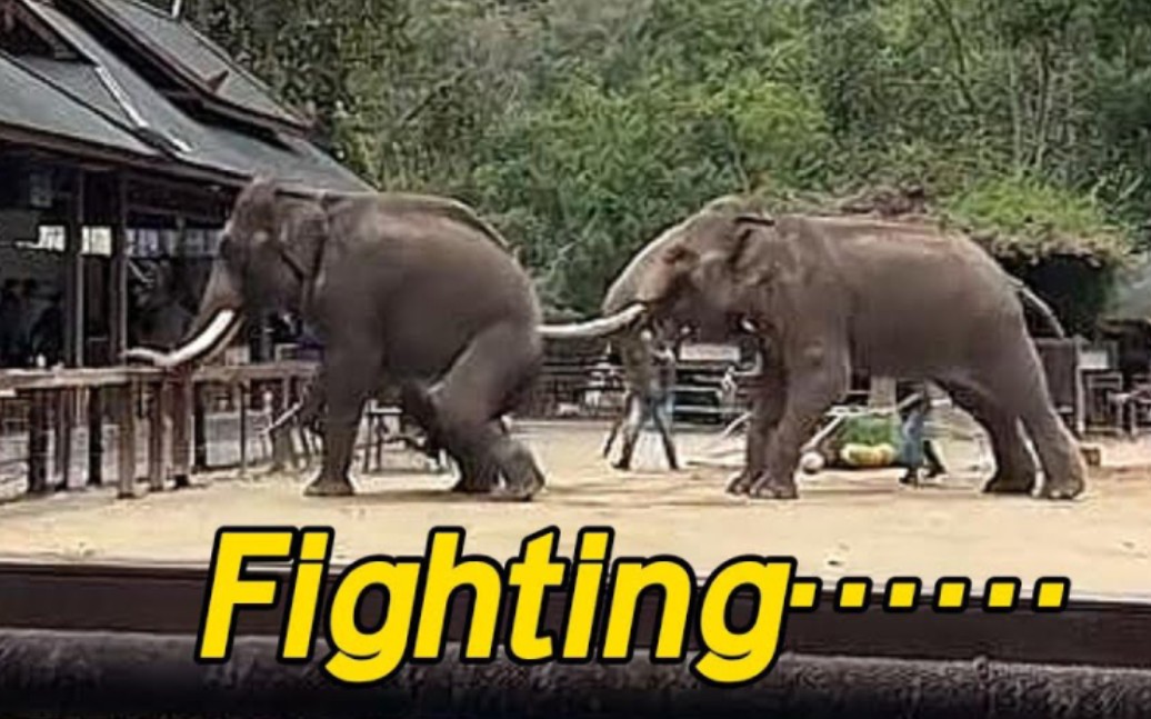西双版纳野象谷 大象表演失控相互攻击！