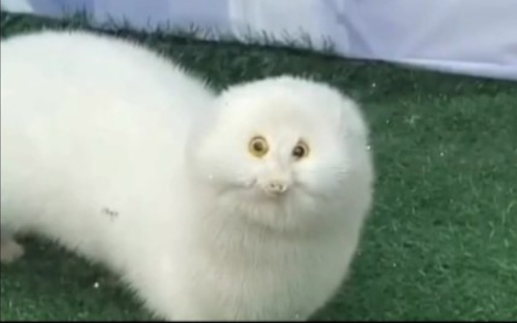 “猫咪潦草长相大赏”-银桑的万视屋-银桑的万视屋-哔哩哔哩视频