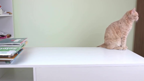 怎样才能让猫不爬桌子 0bff836b7a9b1178517184dde17e7230e9a4d633.png@480w_270h_1c