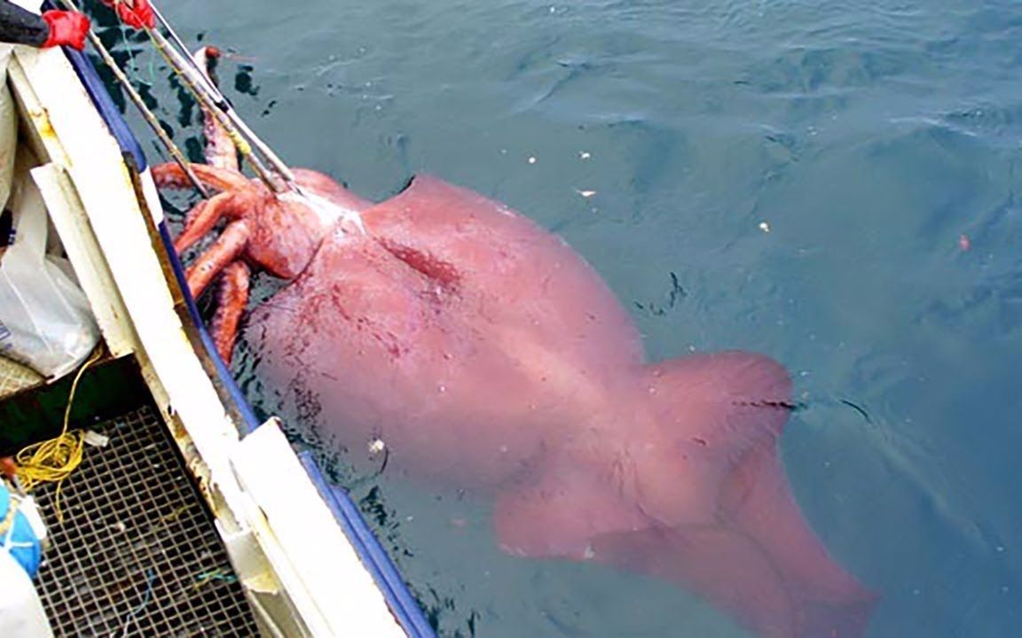 太平洋深处抓巨型鱿鱼，超过两米长眼珠子跟牛眼一样大，这货是真猛