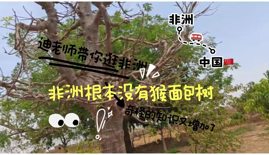 你知道吗？非洲根本没有猴面包树！