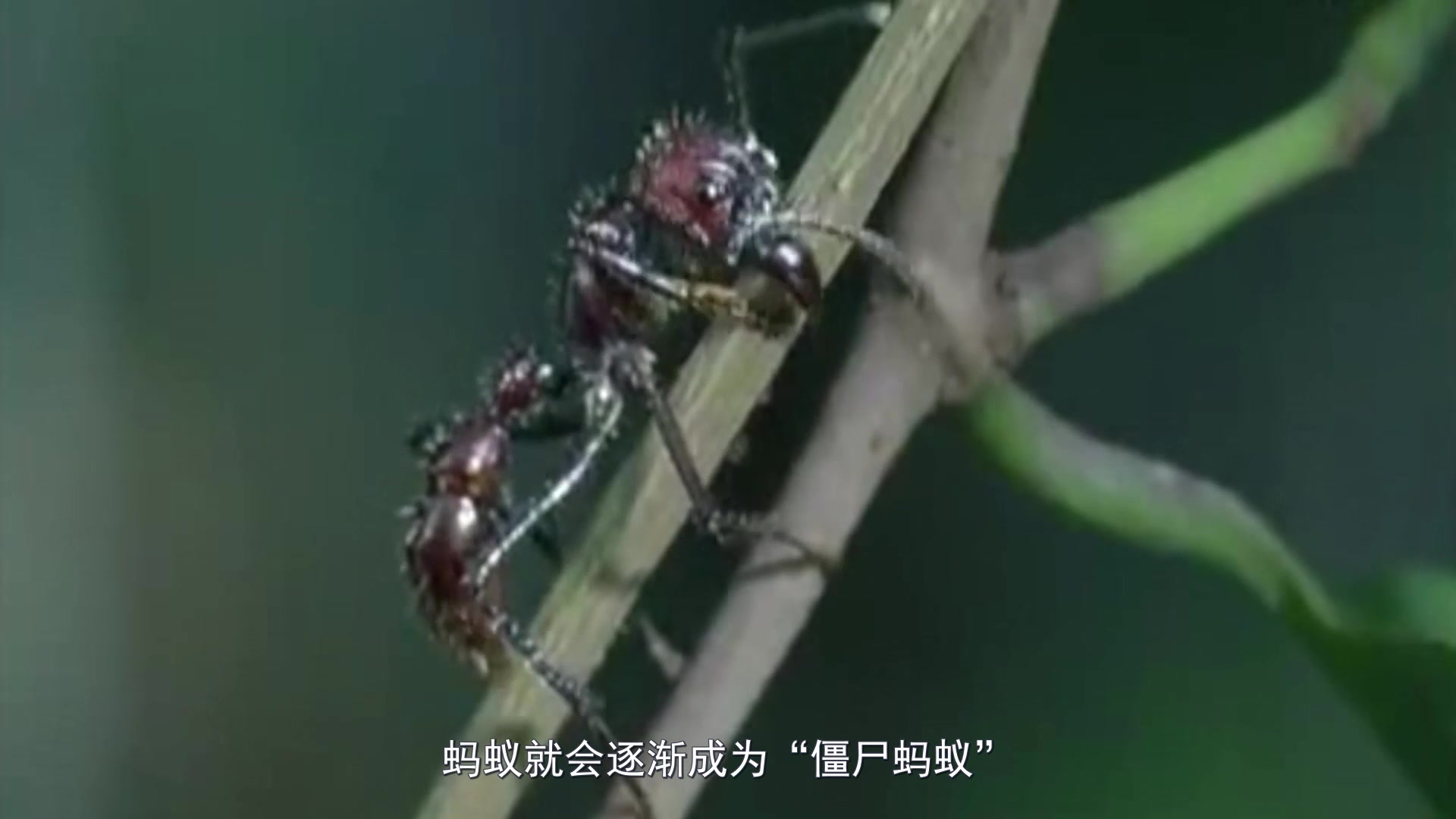 自然志之僵尸蚂蚁