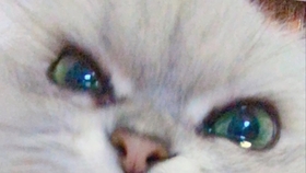 0c5d6eed8f29f6719ddee762df49d025d042ee72.jpg@280w_158h_1c_100q.jpg