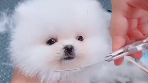 到底什么样子才是博美 0c5e0154853e918e2e84603e6c6a4b815c7b90b0.png@480w_270h_1c