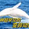 10种罕见的变异动物，样子像是外星生物，见过3种以上的都是大神
