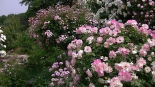 藤本月季和蔷薇图片 0c68338fae123c7d59b1a2334df1680515c7f4d7.jpg@310w_174h_1c_100q.jpg