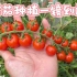从种子到成熟，小番茄种植方法全过程