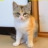 【萌宠视频】一只流浪猫遇上了一个不得了的家族！@僻僻拾遗字幕组