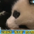 探秘大熊猫“奇一”抱大腿背后的故事