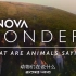 【PBS】奇迹系列 第1季 Nova Wonders Series 1