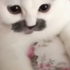 能吸引猫咪的叫声，百试百灵