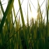 影响世界的中国植物 水稻