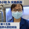 实验员小哈&实验系列 - 第十五集 - 细胞培养&质粒转染