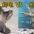 鳄龟VS鳄鱼：谁赢了谁加餐？