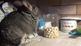 八个月宝宝可以吃什么感冒药 0ceff6dd136ea43a4cd28360c07b98155e2f0340.jpg@280w_158h_1c_100q.jpg