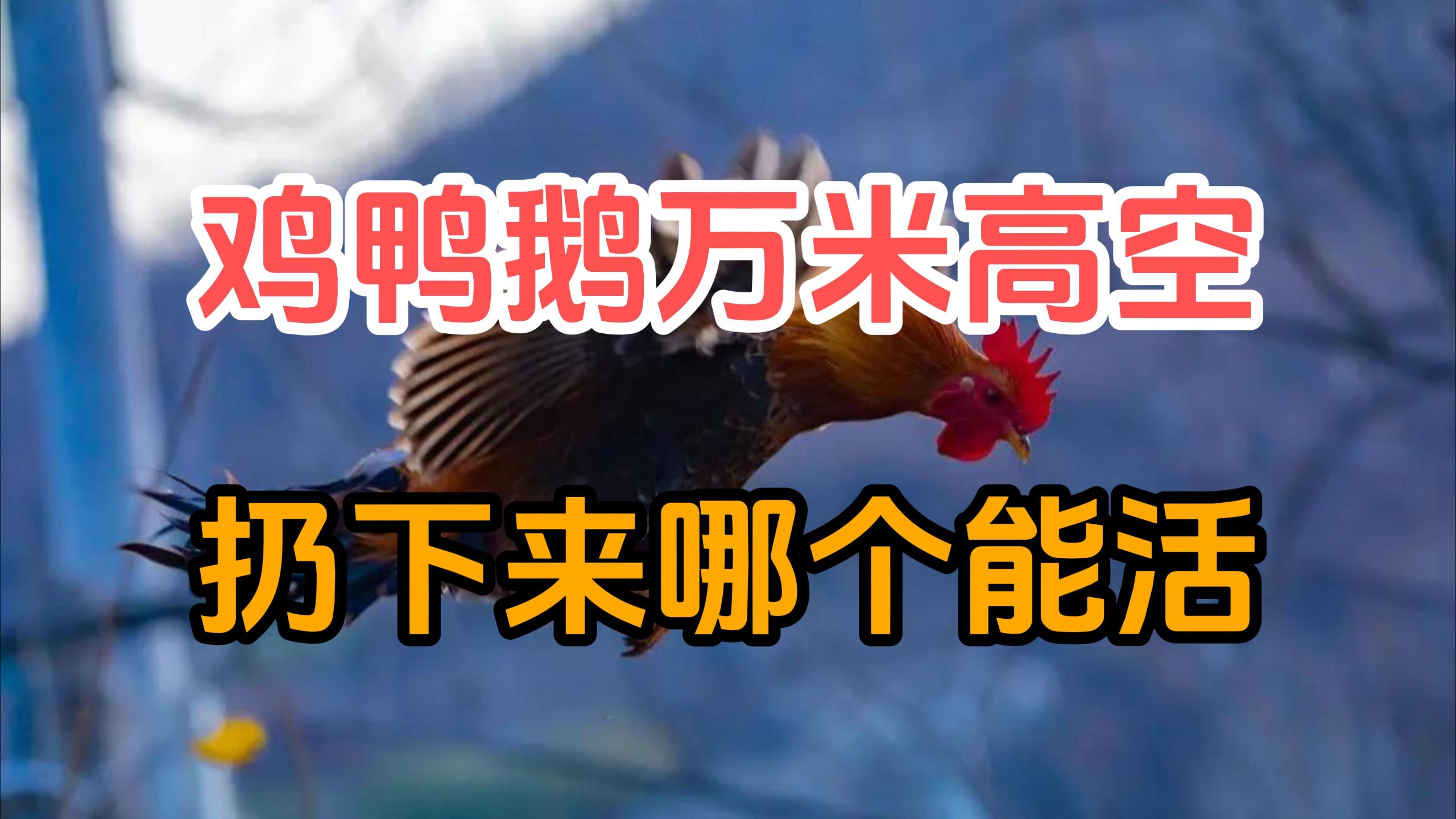 把鸡鸭鹅从1万米高空扔下来，哪个会安全着陆？